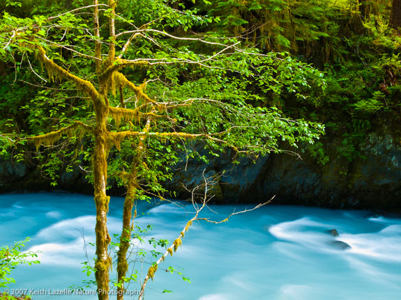 Hoh River with Alder